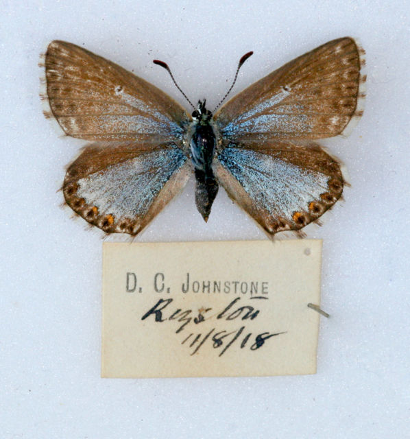 chalkhill blue female (Royston aberration) (Internet Image property of respective owner, non-commercial use only)